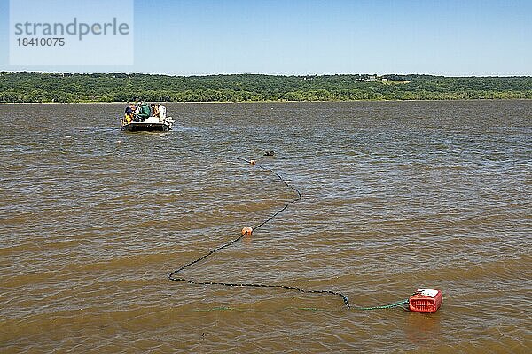 Fischer im Illinois River fangen mit Kiemennetzen invasive asiatische Karpfen  hauptsächlich Silberkarpfen (Hypophthalmichthys molitrix)  Peoria  Illinois  USA  Nordamerika