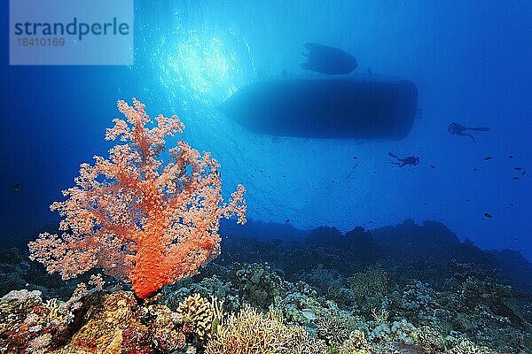 Korallenriff  Steilwand mit Klunzingers Weichkoralle (Dendronephthya klunzingeri)  hinten Silhouette von Schiff  Taucherschiff  Tauch-Saferischiff  Zodiac  Schlauchboot  zwei Taucher  Taucherin  Gegenlicht  Sonne  Taucherin  Rotes Meer  Hurghada  Ägypten  Afrika