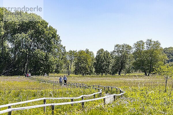 Schopflocher Torfmoor  einziges größeres Hochmoor der Schwäbischen Alb  Schwellenweg durch das Naturschutzgebiet  Lenningen  Baden-Württemberg  Deutschland  Europa