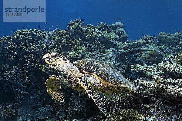 Echte Karettschildkröte (Eretmochelys imbricata)  schwimmt über Korallenriff  St. Johns  Rotes Meer  Ägypten  Afrika