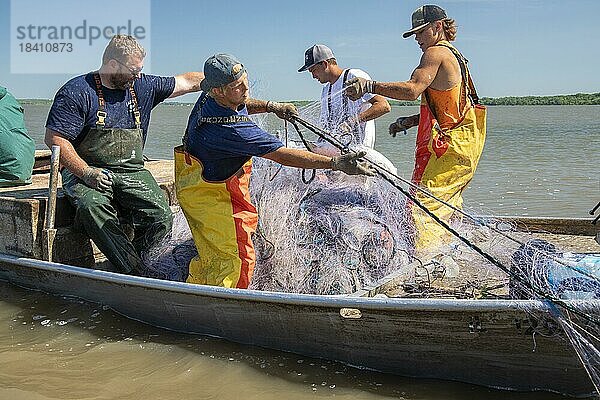 Fischer im Illinois River fangen mit Kiemennetzen invasive asiatische Karpfen  hauptsächlich Silberkarpfen (Hypophthalmichthys molitrix)  Peoria  Illinois  USA  Nordamerika
