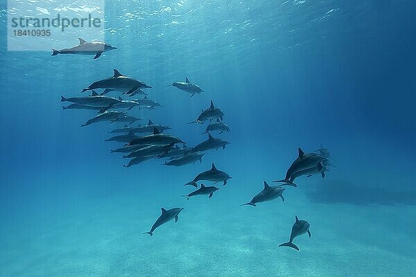 Schwarm Spinner-Delfine (Stenella longirostris) schimmt über Sandgrund  Shaab Samaday  Haus der Delfine  Rotes Meer  Ägypten  Afrika