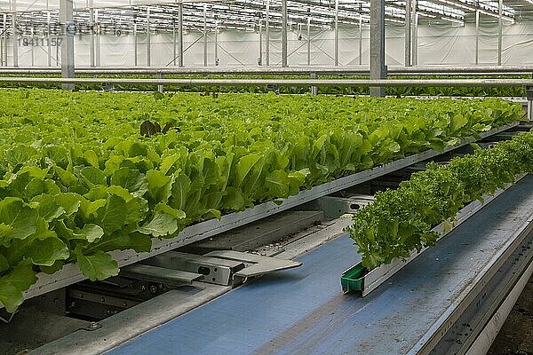 Hochautomatisierter Hydrokulturbetrieb  der Salat in einem riesigen Gewächshaus anbaut  Revolution Farms  Caledonia  Michigan  USA  Nordamerika