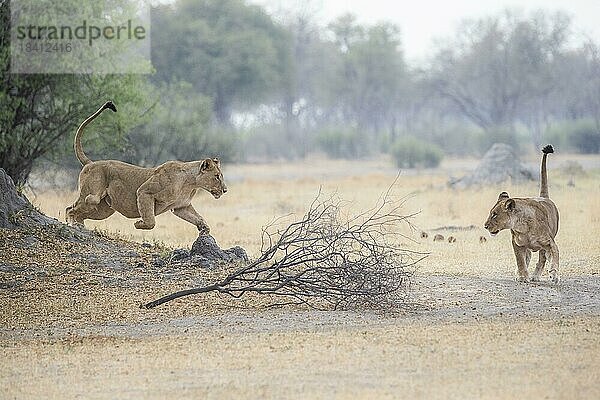 Löwin (Panthera) greift eine zweite Löwin von links nach rechts springend an. leo. Okavangodelta Botswana