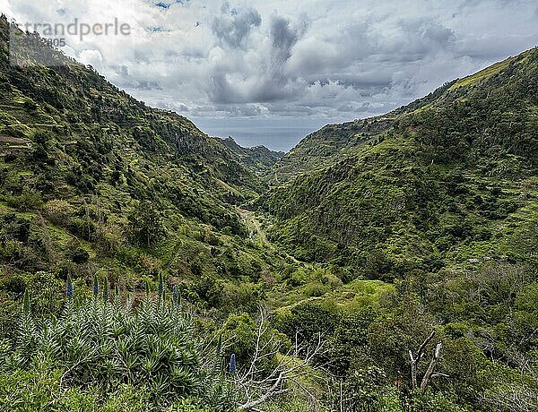 Ausblick in Schlucht  Levada do Moinho  Ponta do Sol  Madeira  Portugal  Europa