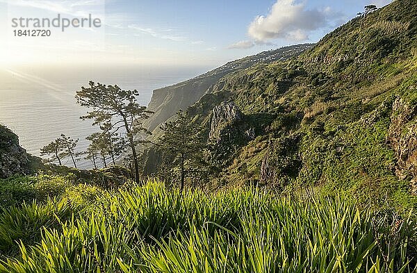 grüne Landschaft vor Meer und Küste  Aussichtspunkt Miradouro da Raposeira  Madeira  Portugal  Europa