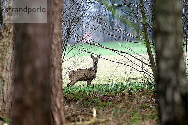 Reh (Capreolus capreolus)  weibchen  Ricke  Wald Bäume  Landschaft  Frühling  Deutschland  Zwischen zwei Bäumen steht eine Ricke am Ende des Waldes auf einer Wiese  Europa