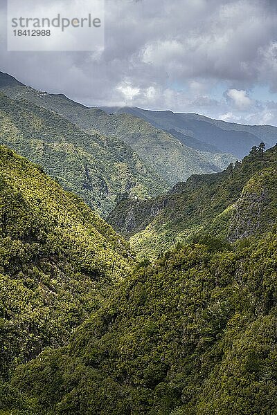 Grüner Wald und Hügel von Rabacal  Paul da Serra  Madeira  Portugal  Europa