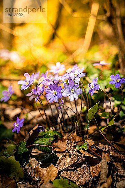 Lila Waldblumen bei Sonnenlicht im Frühling  Alpsee  Schwangau  Allgäu  Bayern  Deutschland  Europa