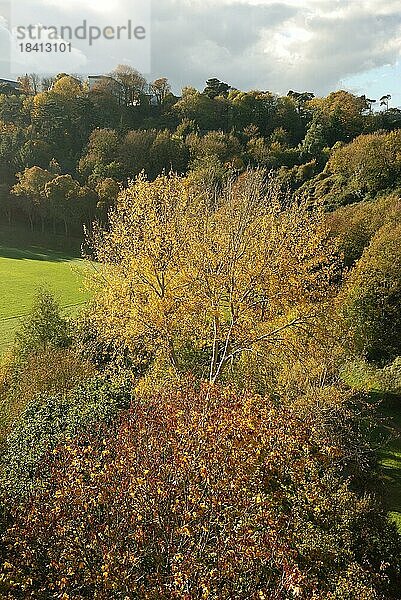 Baum in Herbstfarben