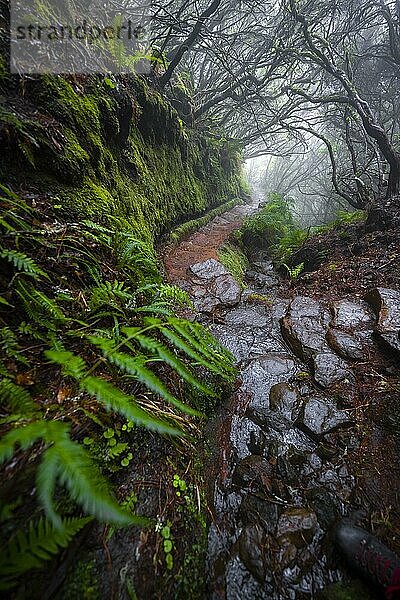 Mystischer Wald mit Nebel  Wanderweg Vereda Francisco Achadinha  Rabacal  Madeira  Portugal  Europa
