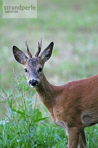 Reh (Capreolus capreolus) Bock Porträt  Allgäu  Bayern  Deutschland  Europa