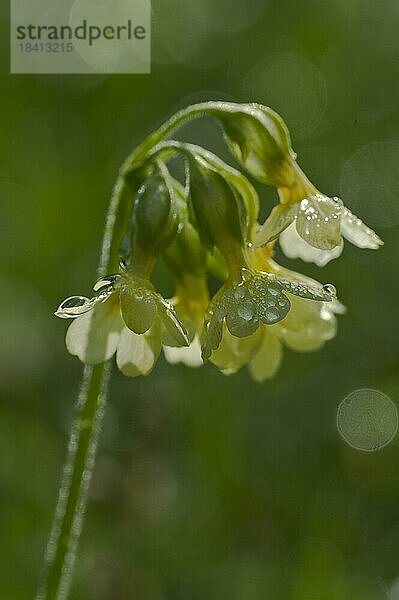 Wiesen-Schlüsselblume (Primula veris)  Echte Schlüsselblume  Blüte mit Regentropfen  Nordrhein-Westfalen  Deutschland  Europa