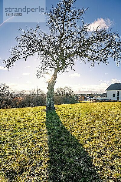 Kahler Baum auf grüner Wiese mit Sonnenstern  Gechingen  Deutschland  Europa