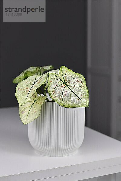 Exotische (Caladium Bicolor) Strawberry Star Zimmerpflanze mit weißen Blättern  grünen Adern und rosa Flecken im Blumentopf auf einem Tisch vor einer grauen Wand