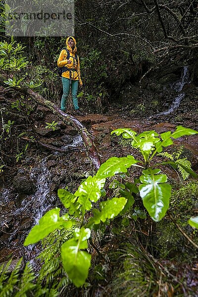 Wanderer auf einem Weg im Wald  Wanderweg Vereda Francisco Achadinha  Rabacal  Madeira  Portugal  Europa