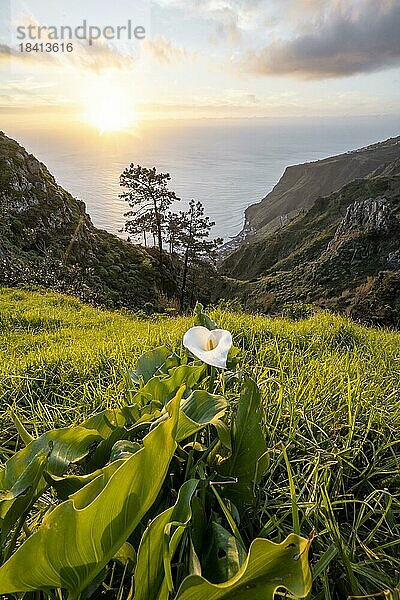 Weiße Zantedeschie  Calla  Abendstimmung  grüne Landschaft an Steilklippe  Meer und Küste  Aussichtspunkt Miradouro da Raposeira  Madeira  Portugal  Europa