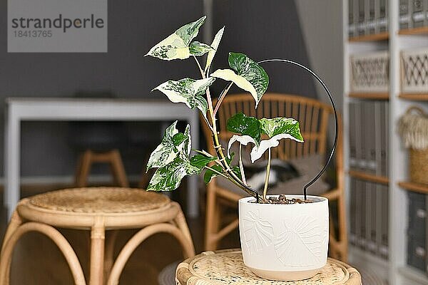 Getopfte exotische Syngonium Podophyllum Variegata Zimmerpflanze mit weißen Flecken in Blumentopf auf Tisch im Wohnzimmer mit Kopierraum