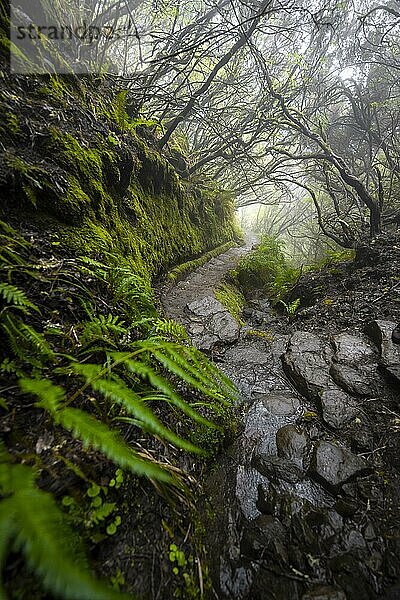 Mystischer Wald mit Nebel  Wanderweg Vereda Francisco Achadinha  Rabacal  Madeira  Portugal  Europa
