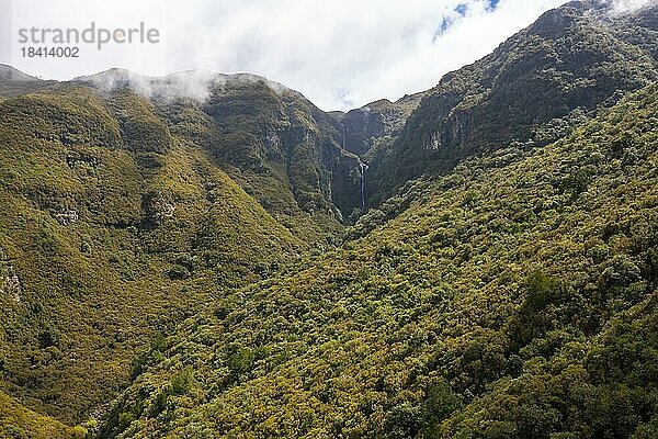 Luftaufnahme  Grüner Wald und Berge von Rabacal  Paul da Serra  Madeira  Portugal  Europa