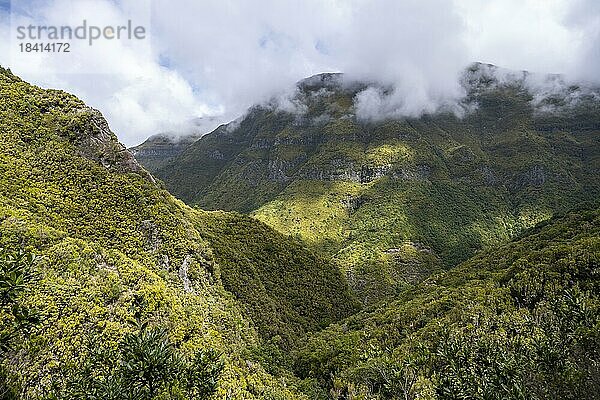 Grüner Wald und Hügel von Rabacal  Paul da Serra  Madeira  Portugal  Europa