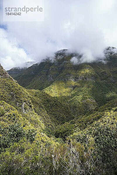 Grüner Wald und Hügel von Rabacal  Paul da Serra  Madeira  Portugal  Europa