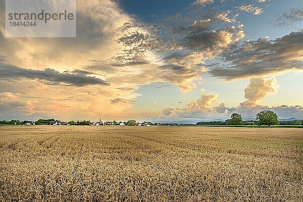 Getreidefeld in der französischen Landschaft. Elsass  Frankreich  Europa
