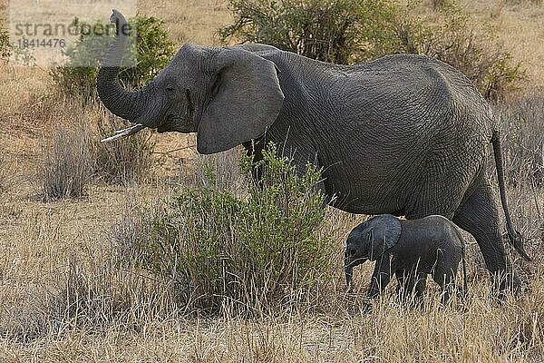 Afrikanische Elefanten (Loxodonta africana)  adulte Elefantenkuh mit Kalb im Buschland  Tarangire Nationalpark  Tansania  Ostafrika  Afrika