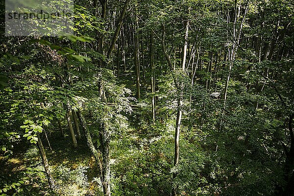 Blick in einen Laubwald in Niedersachsen. Mackenrode  28.06.2022  Mackenrode  Deutschland  Europa