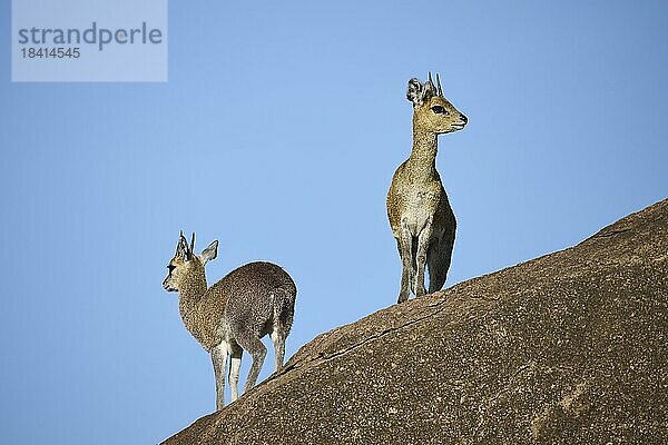 Klippspringer (Oreotragus oreotragus)  Tierpaar auf einem Felsen  Kopje  Serengeti Nationalpark  Tansania  Ostafrika  Afrika