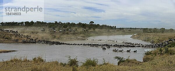 Weißbartgnus (Connochaetes taurinus) und Zebras (Equus quappa)  Tierherden durchqueren den Mara Fluss  Tierwanderung  Große Migration  Serengeti Nationalpark  Tansania  Ostafrika  Afrika