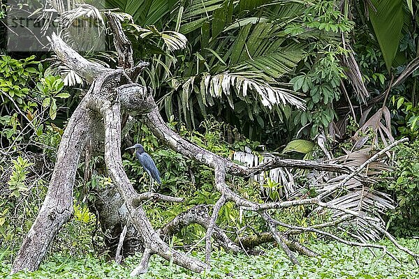 Tortuguero National Park  Costa Rica  Ein erwachsener Blaureiher (Egretta caerulea)  Mittelamerika