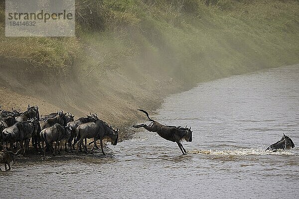 Weißbartgnu (Connochaetes taurinus) beim Sprung in den Mara Fluss  daneben Herde am Ufer  Alttier im Wasser bei der Überquerung  Tierwanderung  Große Migration  Serengeti Nationalpark  Tansania  Ostafrika  Afrika