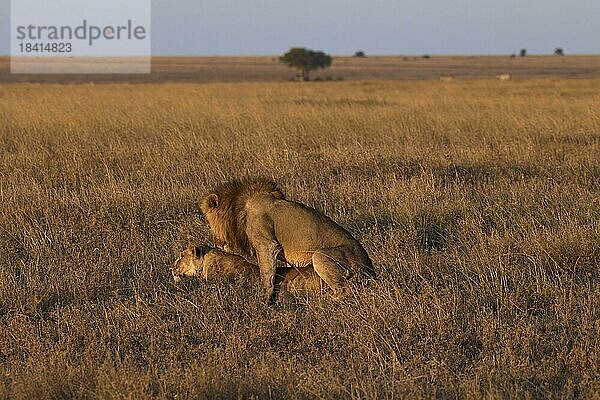 Löwen (Panthera leo) bei der Paarung in der Savanne  Serengeti Nationalpark  Tansania  Ostafrika  Afrika