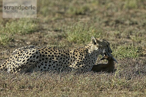 Gepard (Acinonyx jubatus)  adult  tötet Kitz einer Thomsongazelle (Gazella thomsonii)  Savanne  Serengeti Nationalpark  Tansania  Ostafrika  Afrika