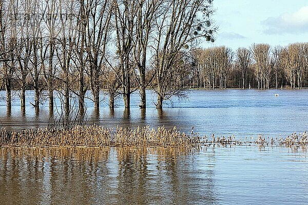 Hochwasser am Rhein im Düsseldorfer Süden  Stadtteile Benrath und Urdenbach  Düsseldorf  Nordrhein-Westfalen  Deutschland  Europa