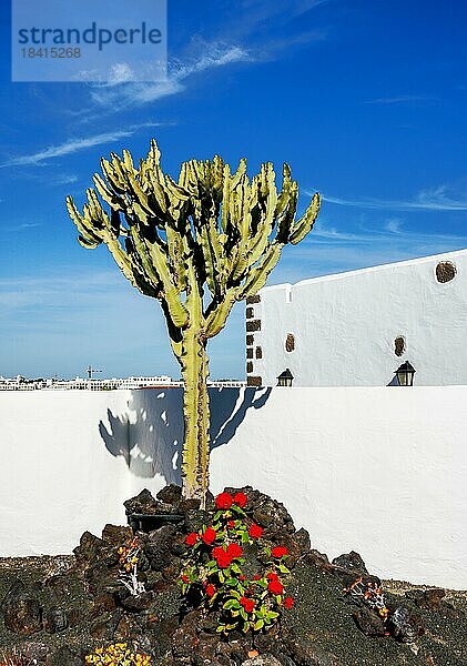 Kaktus in einem Steingarten  Lanzarote  Kanaren  Spanien  Europa