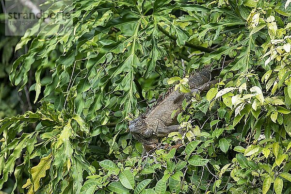 Tortuguero National Park  Costa Rica  Grüner Leguan (Iguana iguana)  Mittelamerika