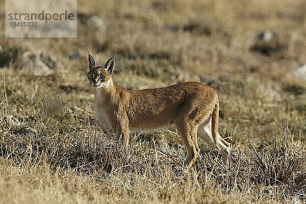 Karakal (Caracal caracal) in der Savanne  Ngorongoro Krater  UNESCO Schutzgebiet  Tansania  Ostafrika  Afrika