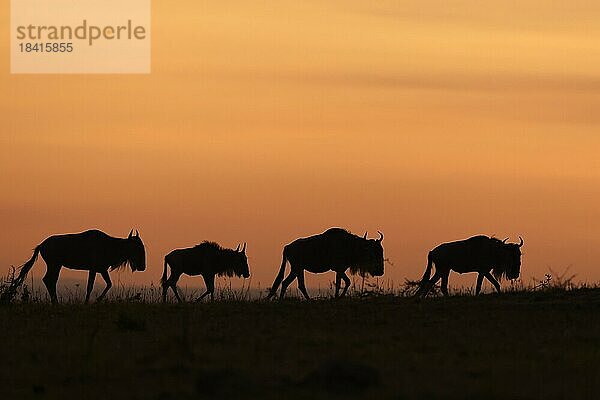 Weißbartgnus (Connochaetes taurinus)  Silhouetten vor Sonnenaufgang  Gegenlichtaufnahme  Tierwanderung  Serengeti Nationalpark  Tansania  Ostafrika  Afrika