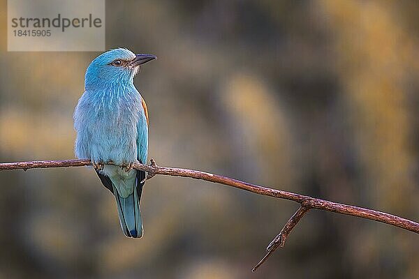 Blauracke auf Ast sitzend und nach Beute lauernd  Sonnenaufgang  Rackenvogel  Mandelkrähe (Coracias garrulus)  Kiskunsag Nationalpark  Ungarn  Europa