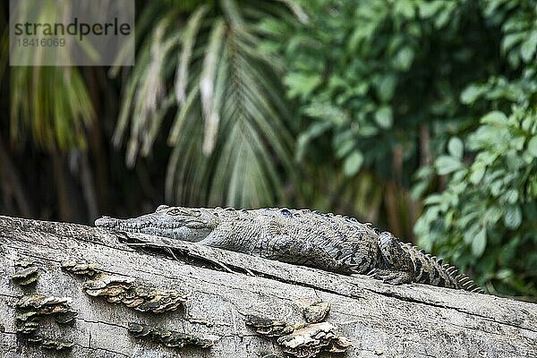 Tortuguero Nationalpark  Costa Rica  Ein Spitzkrokodil (Crocodylus acutus) ruht sich auf einem Baumstamm am Suerte Fluss aus  Mittelamerika