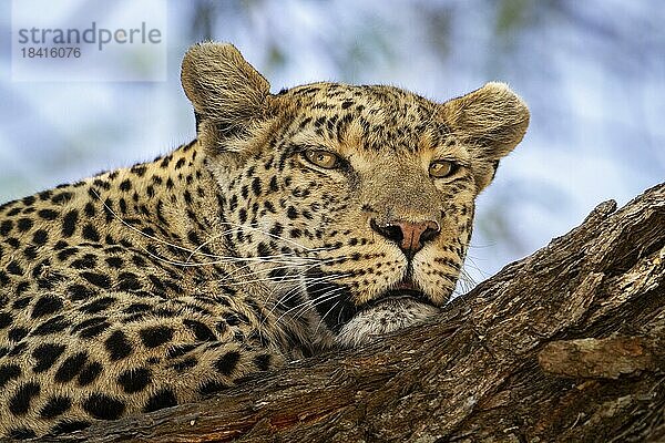 Leopard (Panthera pardus) Vorderansicht Porträt von wilden Tieren Gesicht und Augen. Der Leopard hockt in einem Baum. Okavangodelta Botswana