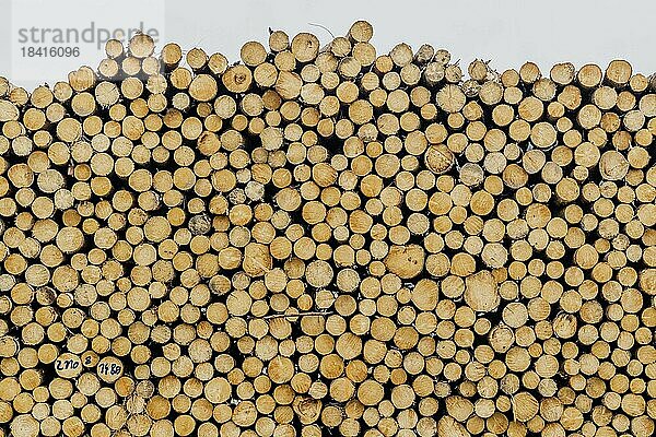 Ein Holzstapel zeichnet sich ab in Grosskuni   Grosskunitz  Deutschland  Europa