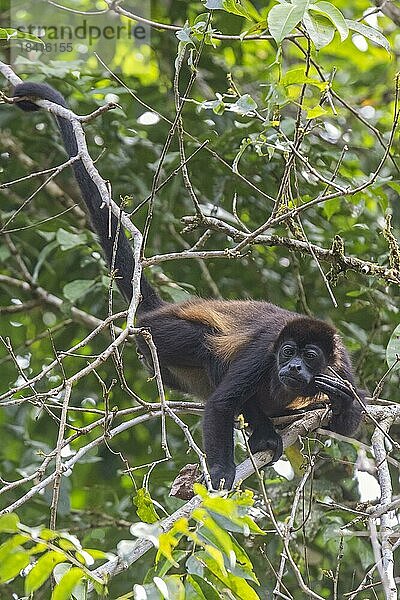 Tortuguero Nationalpark  Costa Rica  Brüllaffe (Alouatta palliata)  Mittelamerika