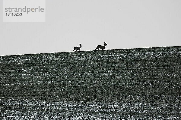 Zwei Rehe zeichnen sich ab auf einem leicht beschneiten Feld in Vierkirchen  29.01.2023.  Vierkirchen  Deutschland  Europa