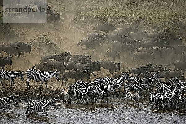 Weißbartgnus (Connochaetes taurinus) und Zebras (Equus quappa)  Tierherden am Mara Fluss  Tierwanderung  Große Migration  Serengeti Nationalpark  Tansania  Ostafrika  Afrika