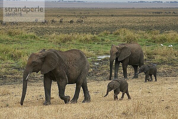 Afrikanische Elefanten (Loxodonta africana)  zwei adulte Elefantenkühe mit Kälbern laufen am Rand des Siliale Sumpfgebiets  Tarangire Nationalpark  Tansania  Ostafrika  Afrika