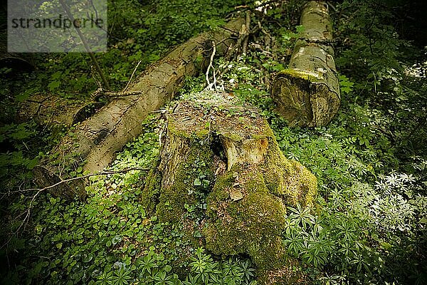 Moose und Pflanzen wachsen auf einem alten Baumstamm in einen Laubwald in Niedersachsen. Mackenro Mackenrode  Deutschland  Europa