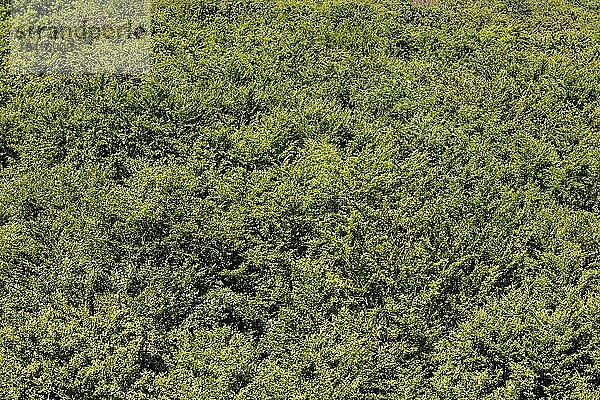 Blick auf die Baumkronen eines Laubwaldes in Niedersachsen. Mackenrode  28.06.2022  Mackenrode  Deutschland  Europa